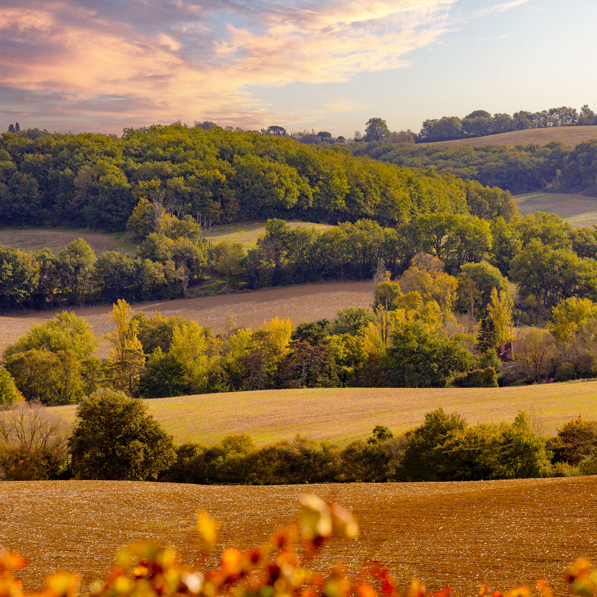 Lavardens-Myosotis-6